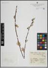 Foto von Salix atrocinerea Brot.